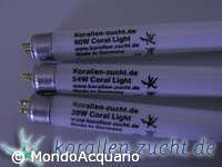 KORALLEN ZUCKT Fiji purple 39W