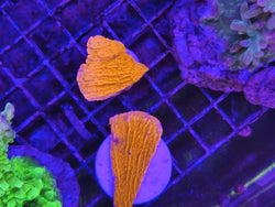 Frag Montipora
